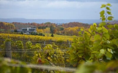 Best Wine Tours in the Traverse City Area