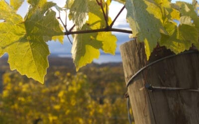 Don’t Miss These Suttons Bay Wineries