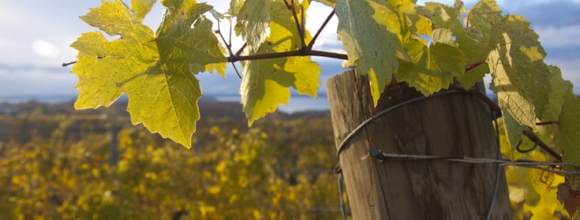 Don’t Miss These Suttons Bay Wineries