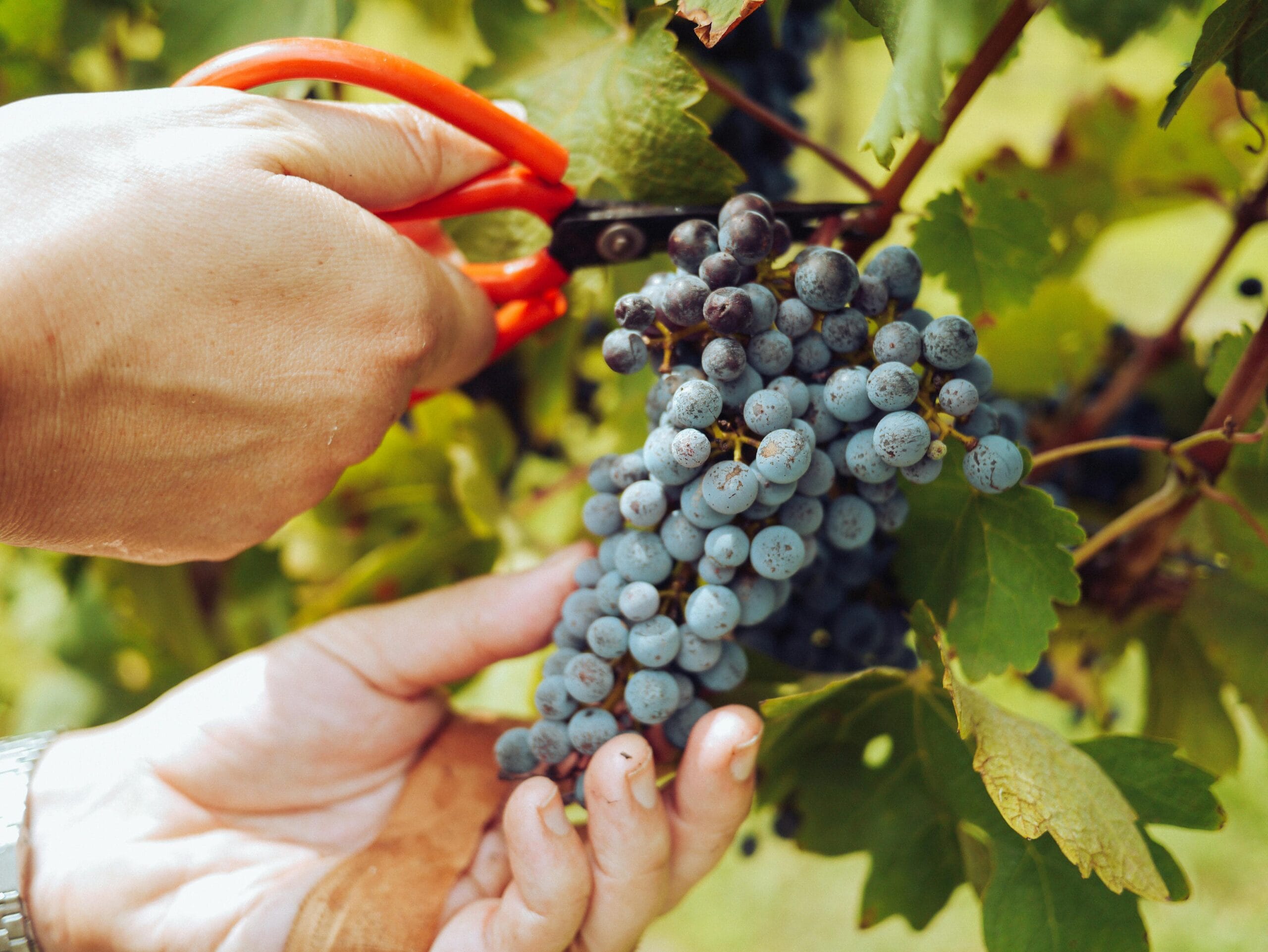 Doing Grape Things Sustainability 1