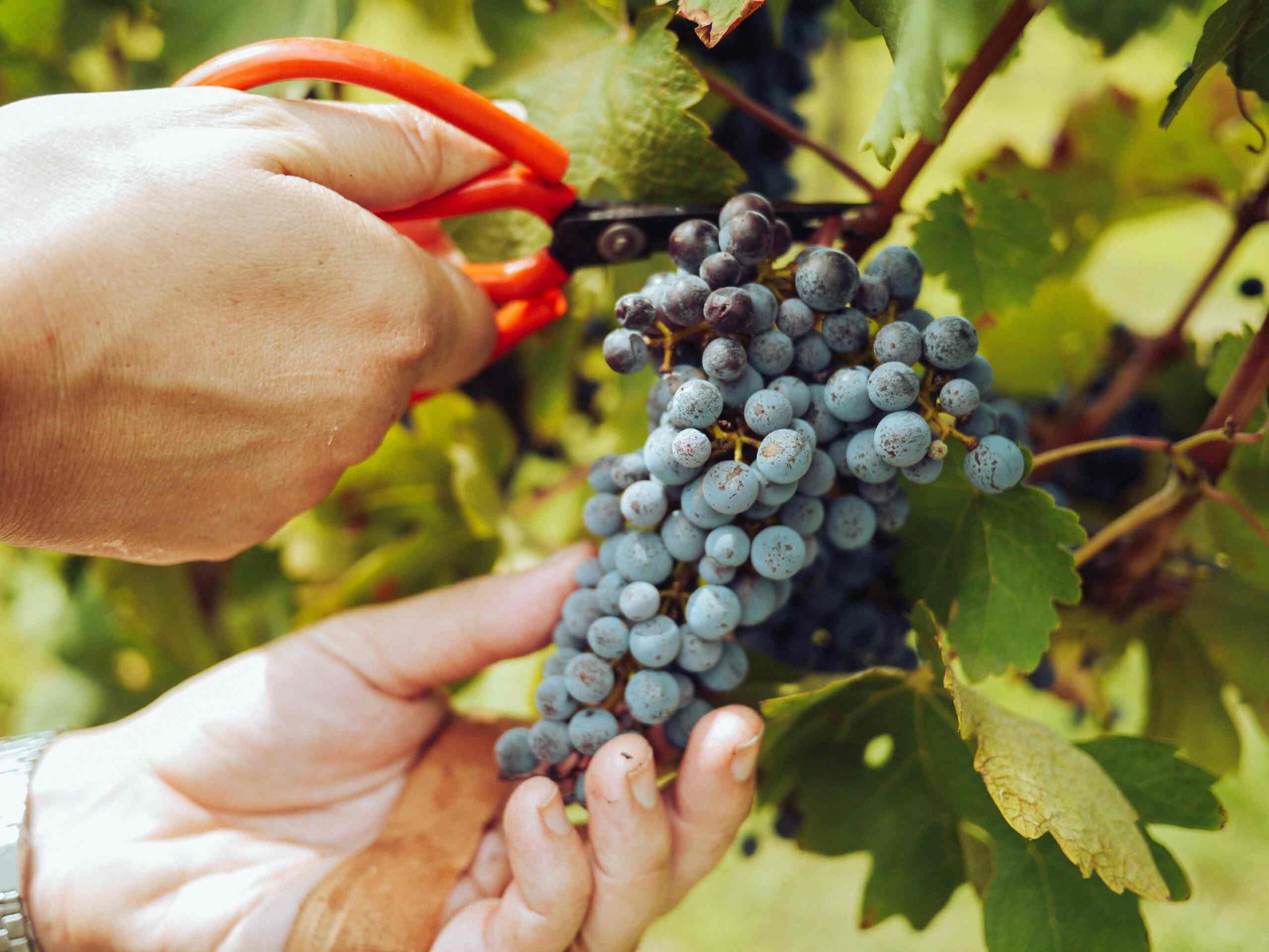 Doing Grape Things Sustainability 2