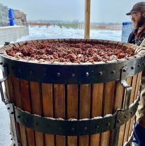 Ice Wine Harvest 3