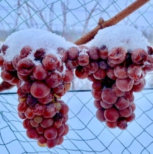Frozen-Grapes-on-Vine-2022-Square Ice Wine Harvest 1