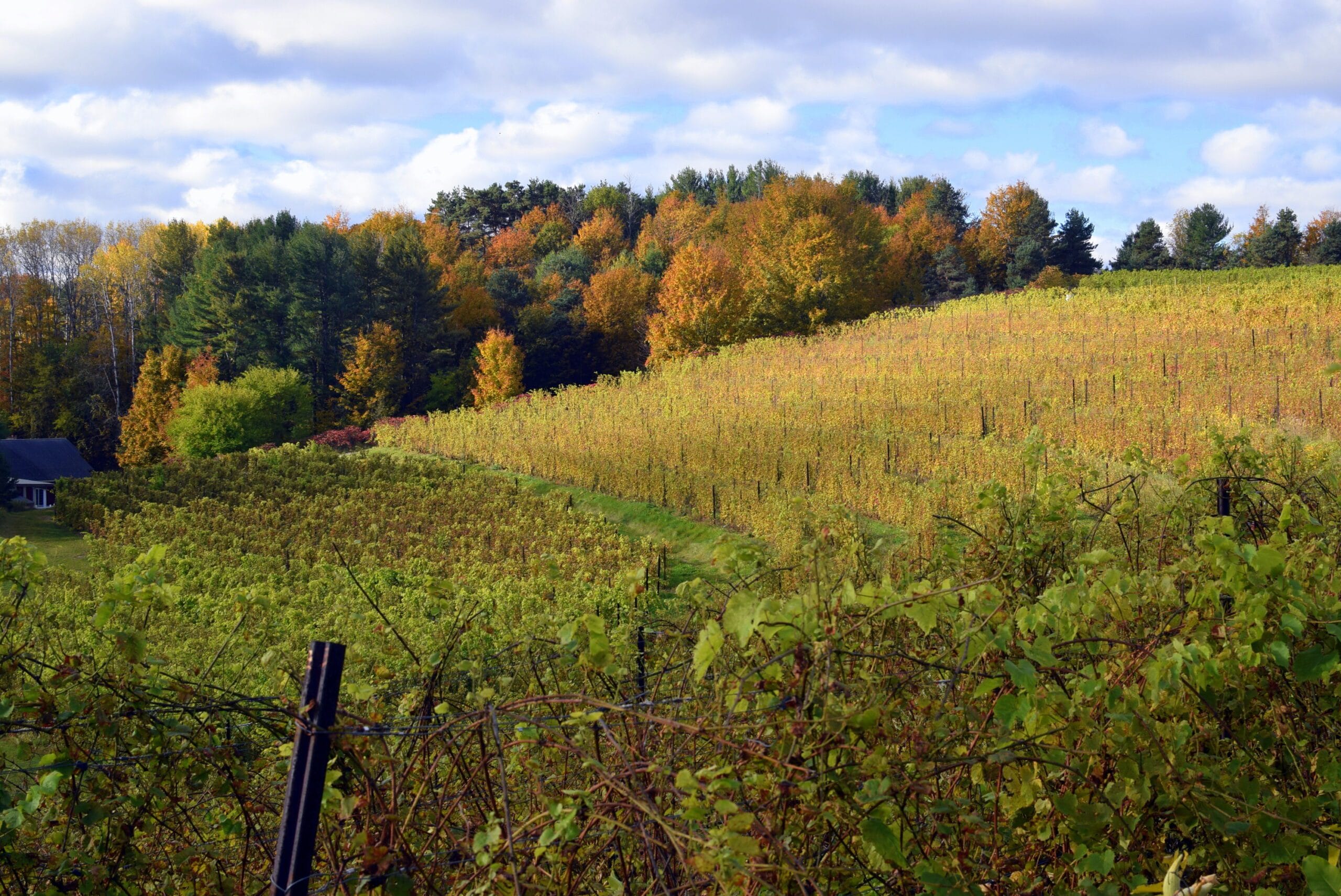 October Suttons Bay Vineyard 2 Several barrels lined up in front of a barn.