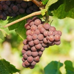 pinot_gris_grape Springtime Rosé 2