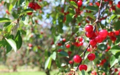 Where To Go Cherry Picking In Michigan This Summer