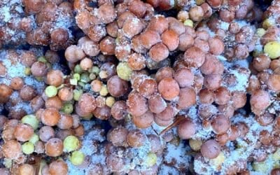 Ice Wine Harvest