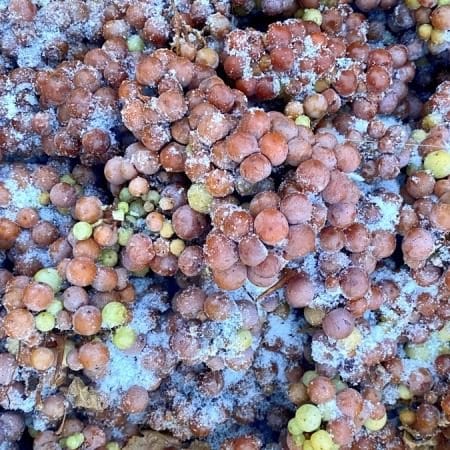 Ice Wine Harvest