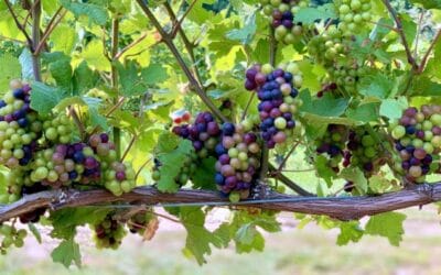 Veraison in the Vineyard