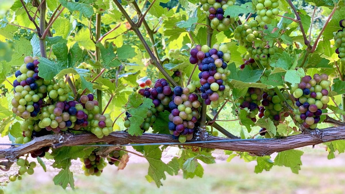 Veraison-Pinot-Noir-Old-Mission Grapes changing colors in the vineyard at Black Star Farms, one of the best Leelanau Peninsula wineries