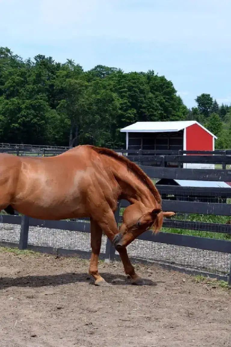 Stables at Black Star Farms 3 A woman sitting on a bed with an open suitcase beside her.