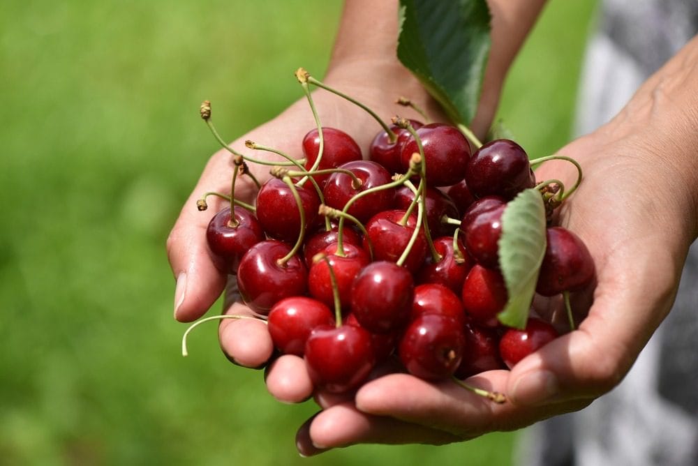 shutterstock_646266910 Where To Go Cherry Picking In Michigan This Summer 2