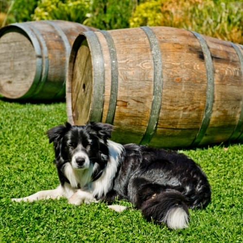 Dog with Wine Barrels Dog laying in front of two wine barrels.