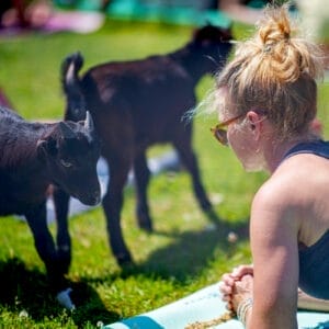 Goat Yoga 1