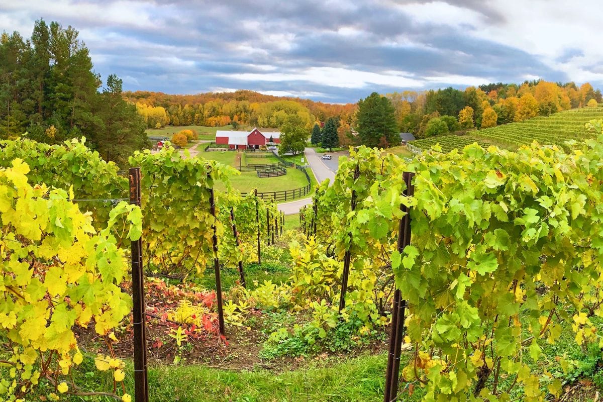 View from atop the vineyard with barns.